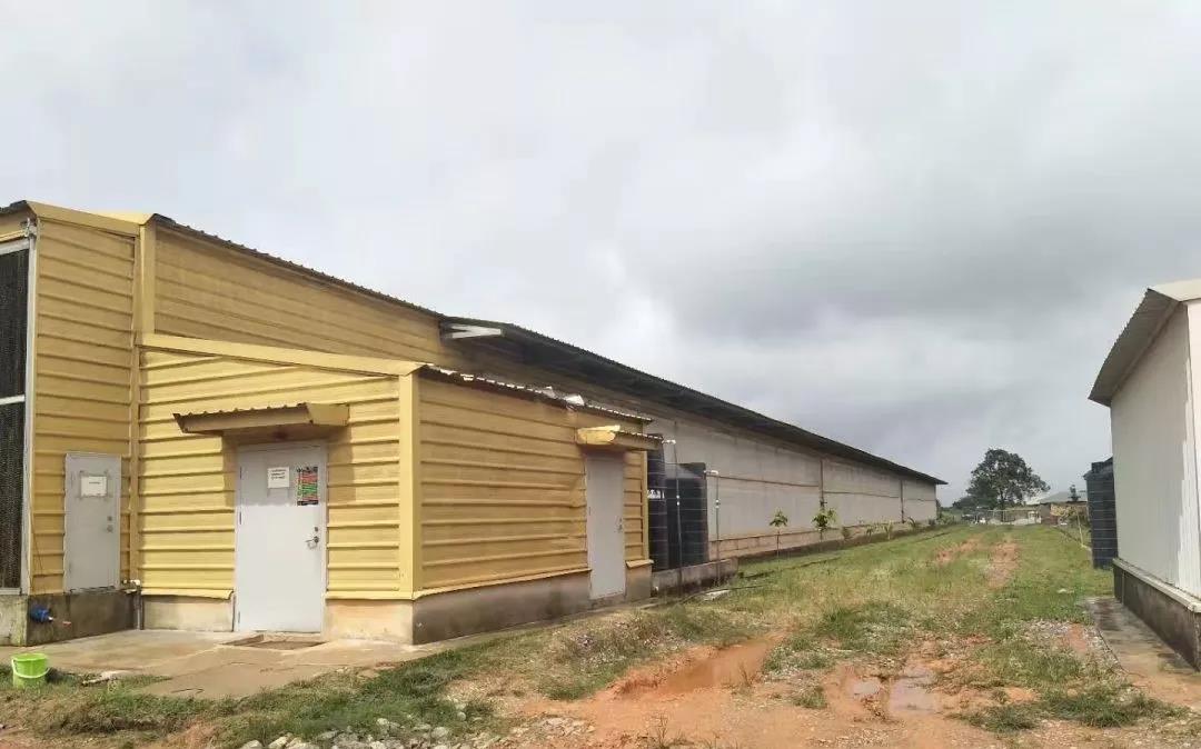 البيت الدواجن الجاهزة