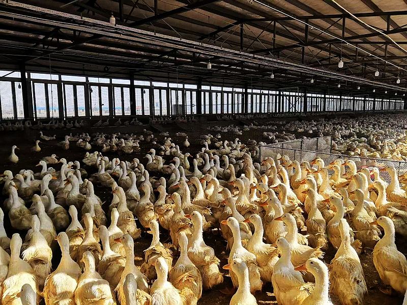 هيكل الصلب المجلفن <Brbrbr>