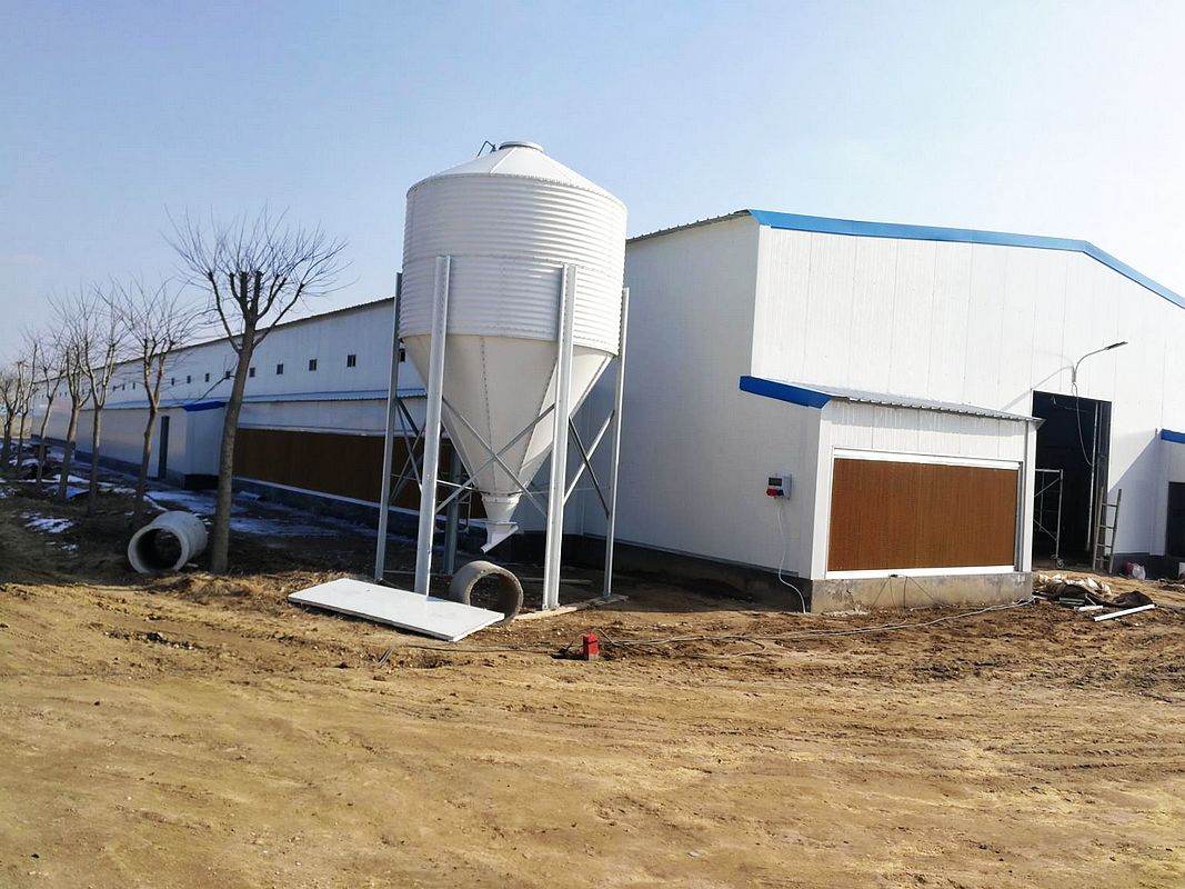 مزرعة الدجاج الدواجن