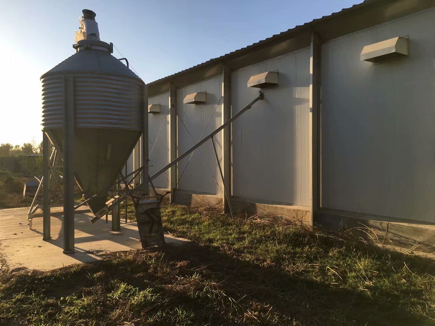 سقيفة الدجاج التجارية