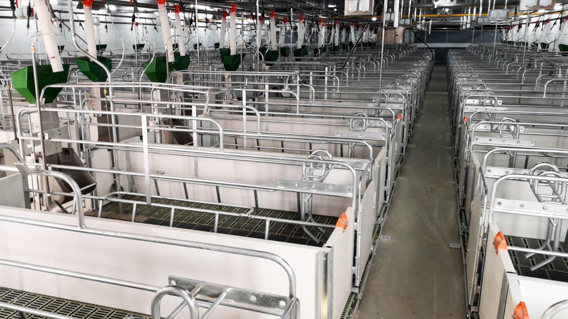 مزرعة للخنازير