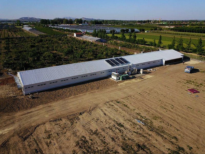 مبنى مزرعة الدواجن