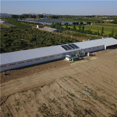 مزرعة دواجن