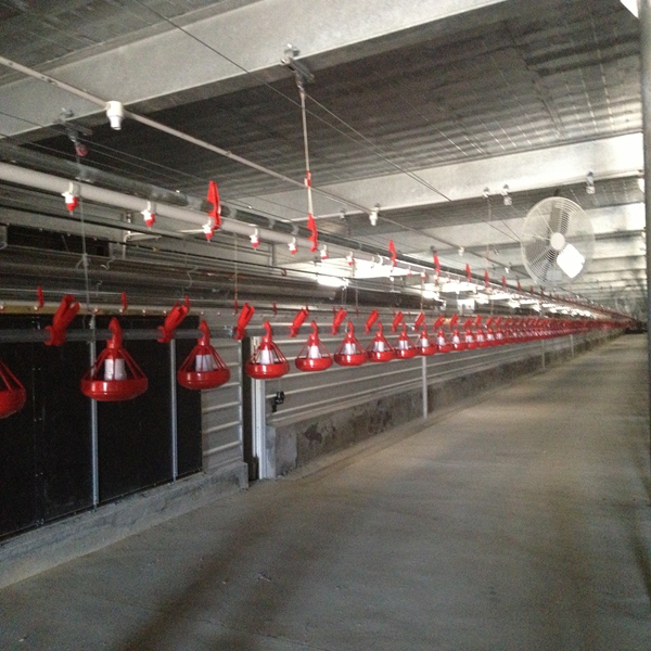 مزرعة الصلب