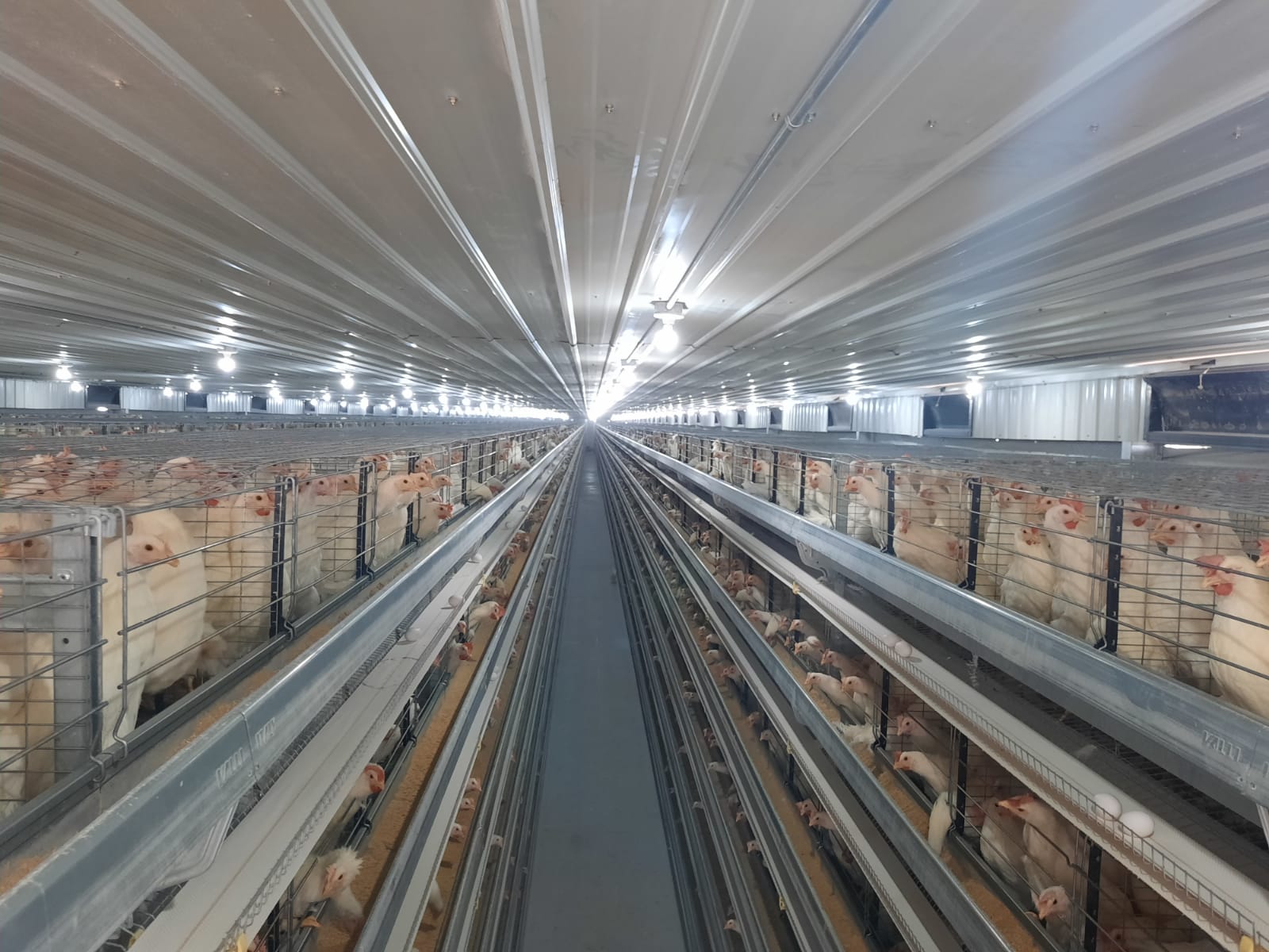 مزرعة دواجن