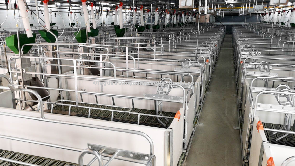 مزرعة الخنازير الجاهزة